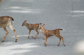 Enchanter Oceanview Suites