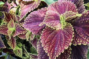 Albemarle Estate at Trump Winery