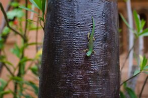 Le Pavillon de l'Emyrne