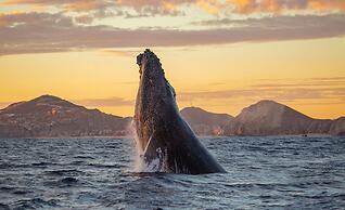 Marquis Los Cabos, An All Inclusive, Adults Only & No Timeshare Resort