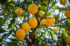 Flôr da Laranja, Albufeira