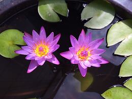 Surfside Bed & Breakfast