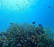 Eco Village Iriomote