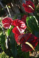 Ixchel Hawaii