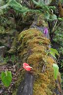 Ixchel Hawaii