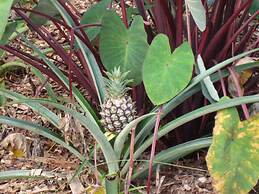 Ixchel Hawaii