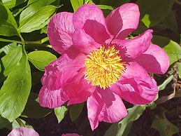 Holiday Inn Express & Suites Oshawa Downtown - Toronto Area by IHG