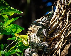 Jaco Hotel Docelunas