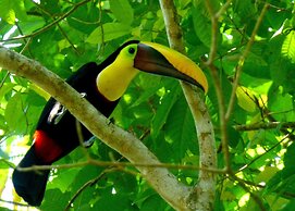 Jaco Hotel Docelunas