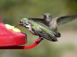 Wildhorse Mountain Guest Ranch