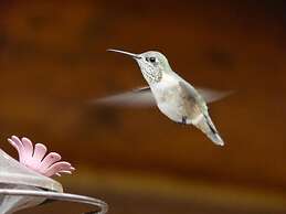 Wildhorse Mountain Guest Ranch