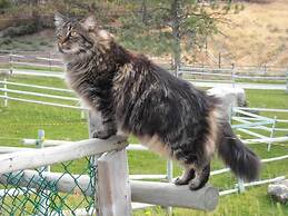 Wildhorse Mountain Guest Ranch