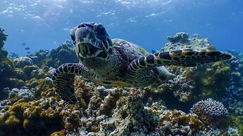 Amilla Maldives