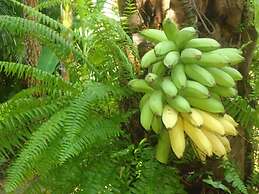 Nirvana Beach Hotel Bahia