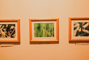 Hakuba Pension Meteor