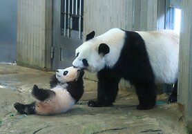 Alaise De Bale SHIRAHAMA