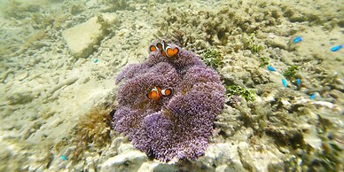 Churaumi On The Beach Motobu