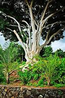 Banyan Tree Sanctuary