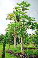 Banyan Tree Sanctuary