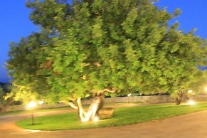 Le due Palme - Il Paradiso di Adamo