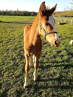 Holtegaard Bed & Breakfast