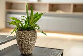 MAGNOLIA Luxury Chania Central Apartments