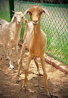 The Olives Sanctuary