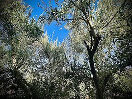 The Olives Sanctuary