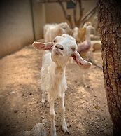 The Olives Sanctuary