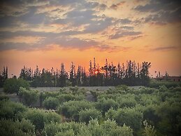 The Olives Sanctuary