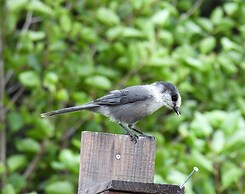 Green Timbers Lodge Redwood Cabin