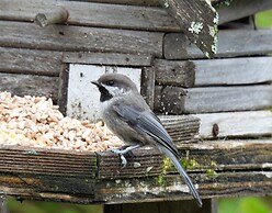 Green Timbers Lodge Redwood Cabin