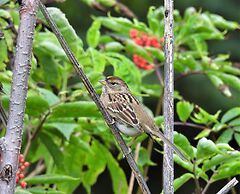 Green Timbers Lodge Redwood Cabin