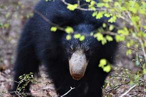 Yala Hotel Lion Air Conditioned Luxury