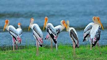 Yala Hotel Lion Air Conditioned Luxury