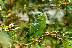 Hotel Campestre Arenal