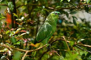 Hotel Campestre Arenal