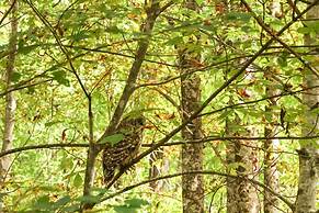 Home on 60 Acres Near Beech Mtn!