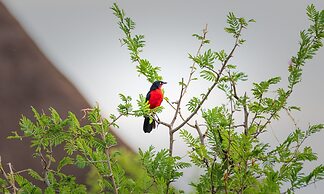 Aardvark Safari Lodge