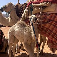 Ghanm Luxury Camp Glamping