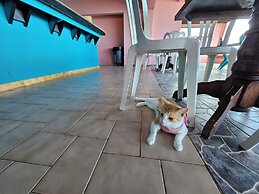 Selva Boutique Hotel - Luquillo Oceanfront Retreat - Adults only