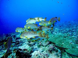 VIVA Beach & Spa MALDIVES