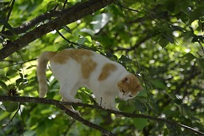 Laurel River Club Bed & Breakfast