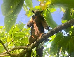 Ocean Forest Ecolodge Retreat