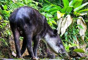 Ocean Forest Ecolodge Retreat