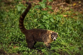 Ocean Forest Ecolodge Retreat