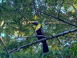 Ocean Forest Ecolodge Retreat