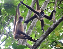 Ocean Forest Ecolodge Retreat