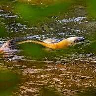 Ocean Forest Ecolodge Retreat