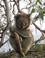 Hampton on Apollo - Ocean Mountain View Creekside Retreat Pet Friendly